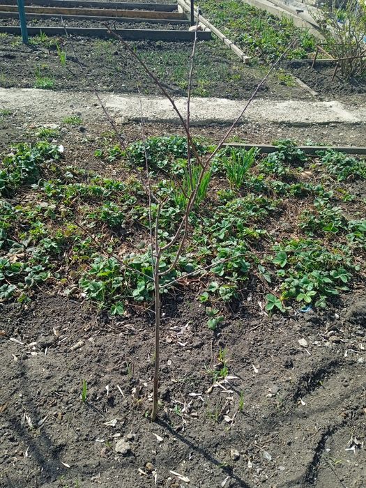 Продам Вишню сливу