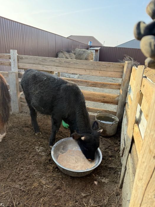 Баспақ сатылады еркінқалада
