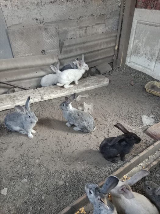 Срочно продам кроликав