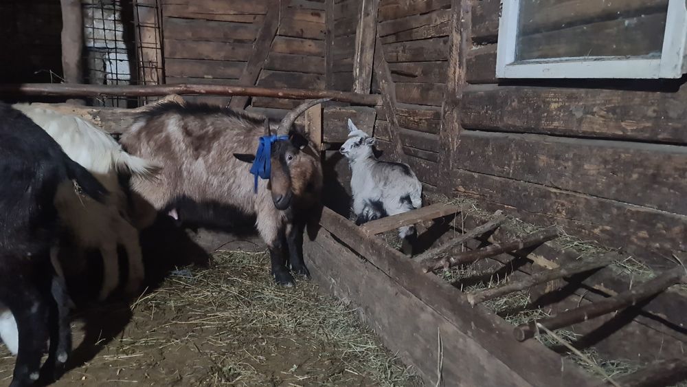 3 capre tinere cu iezi