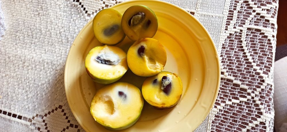 Asimina triloba, Асимина, Пау-пау, Индиански банан