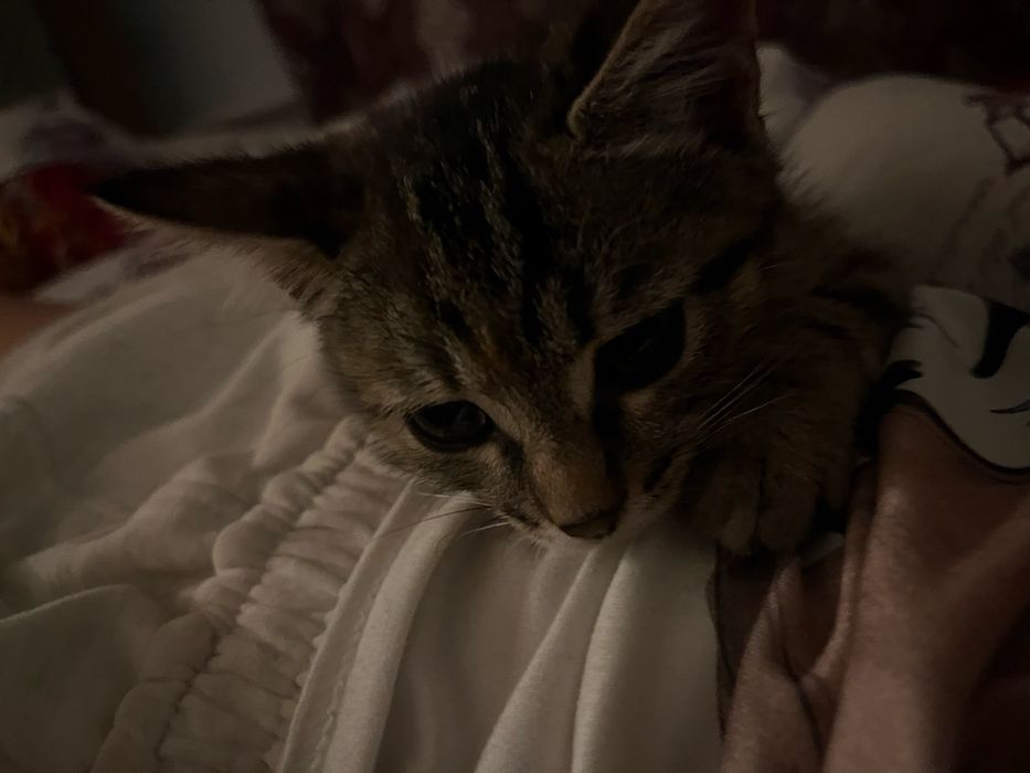 Котики,обе девочки