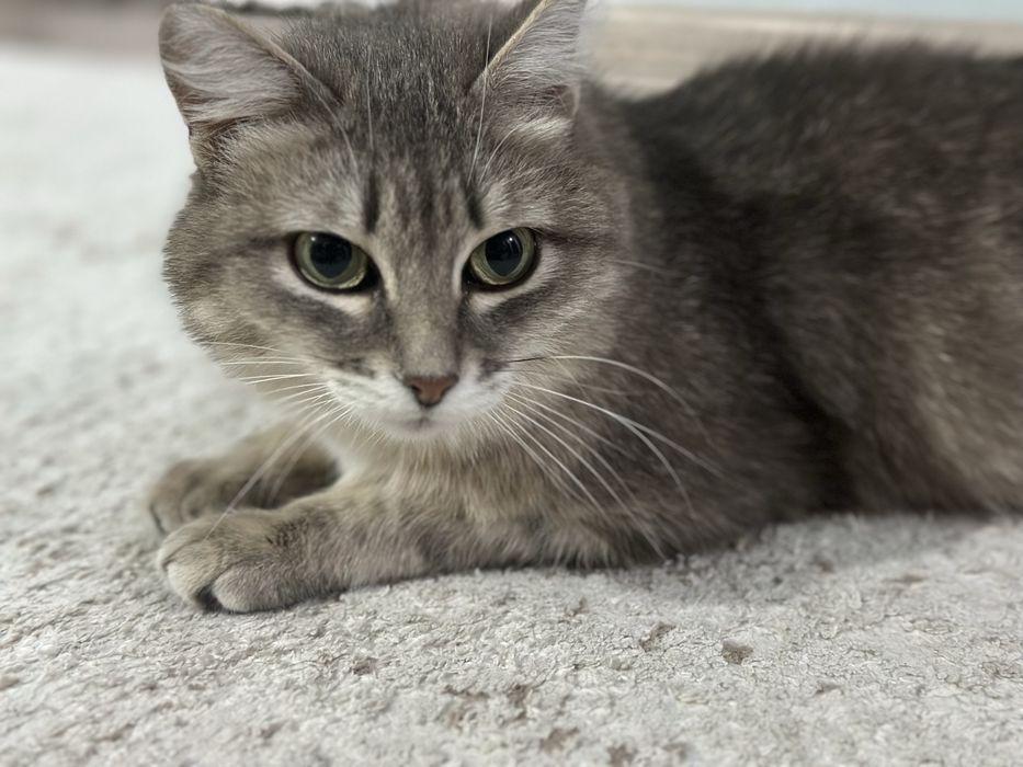 Отдам кошку и котенка