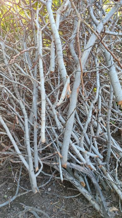 Орех спиленный на дрова