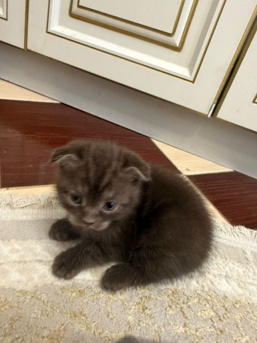 Котёнок шотландец
