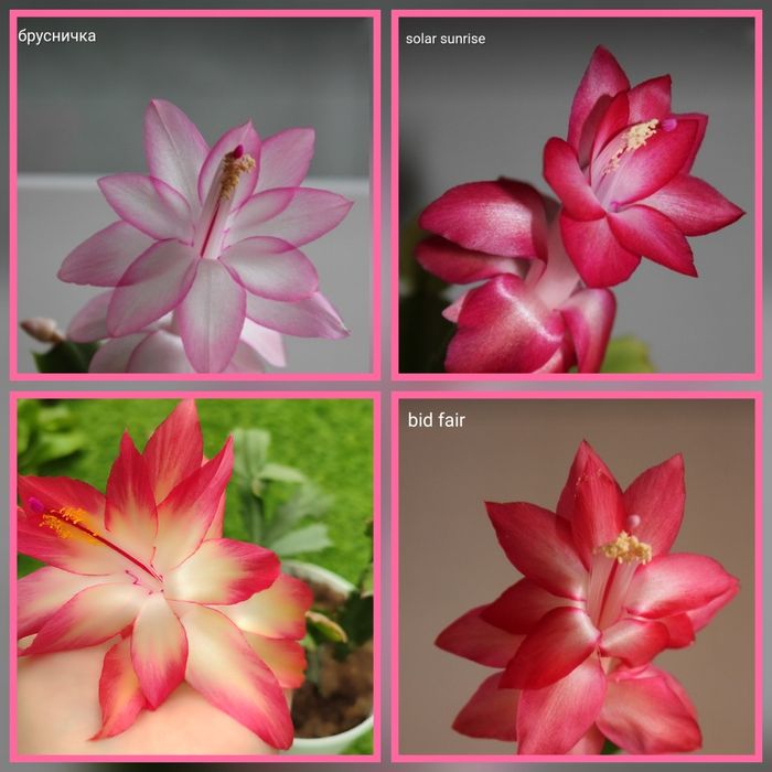 Распродажа Шлюмбергеры Декабристы