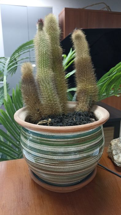 Продам домашний кактус