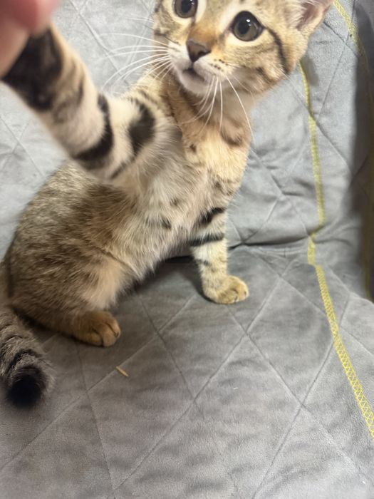 Котенок мальчик 2 мес