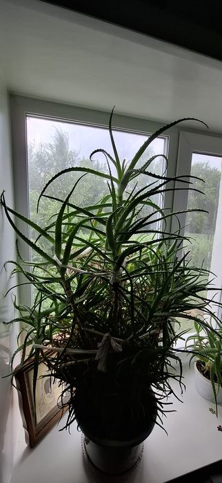 Продам Алое целиком