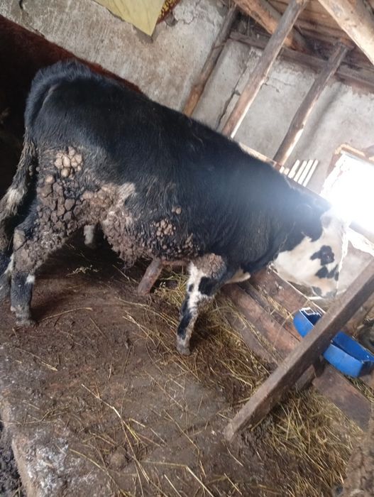 Продам бычков с откорма