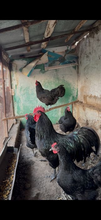 Австролоп Avstrolop oila sotiladi 1+4