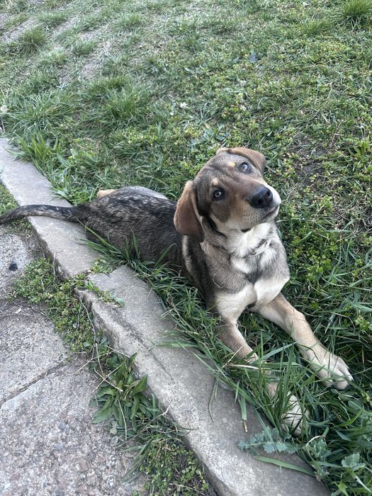 Бенджи търси своя дом!