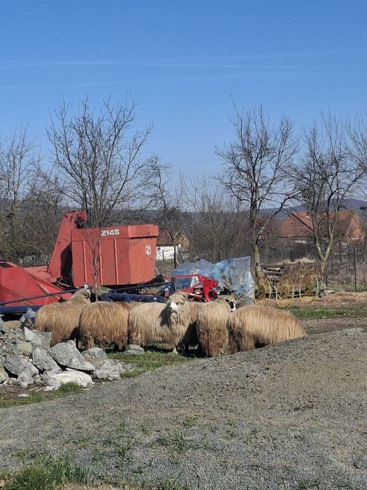 Vând oi țurcane.