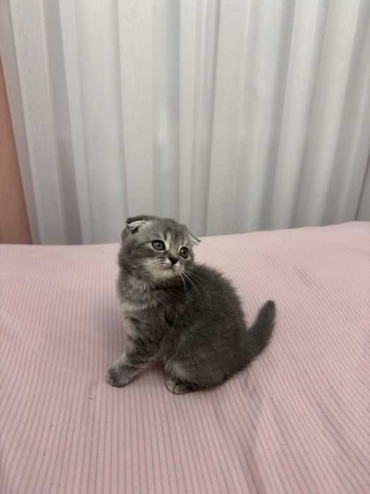 O’yinqaroq Scottish Fold mushukcha sotiladi!