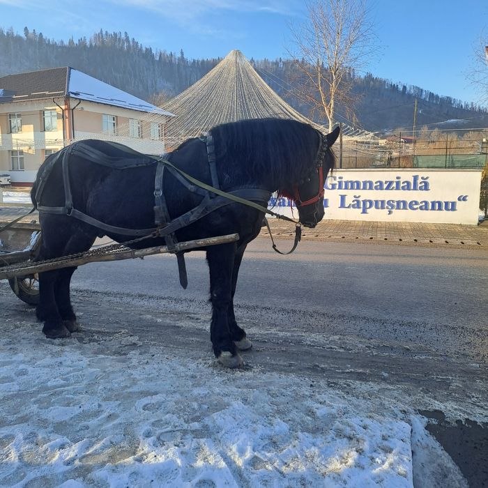 Armăsar Negru Corb Este un Cal domol