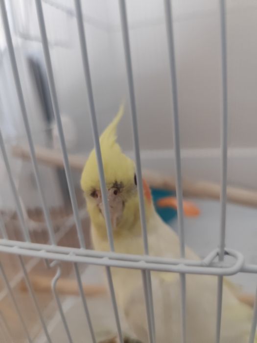 Продам папогая корелла