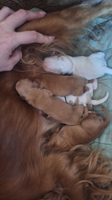 Щенки Английского коккера спаниеля