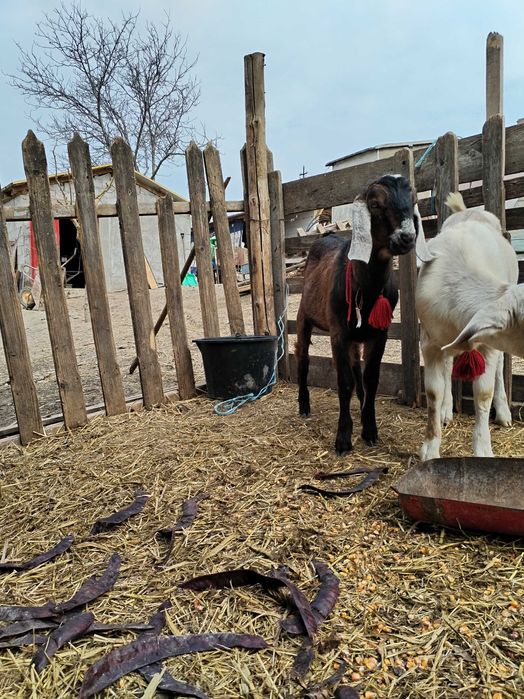 Țap anglonubian din părinți cu pedigree