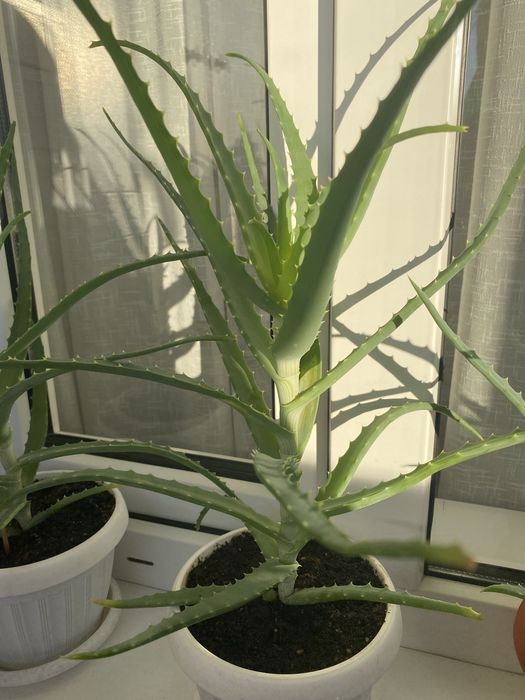 Алоэ лечебное  столетник