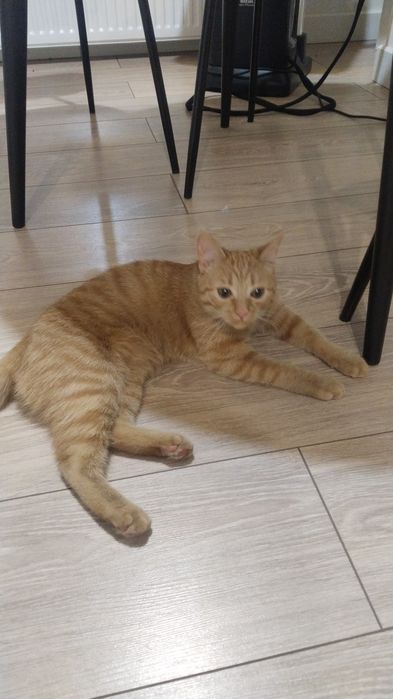 Отдам кошку в хорошие руки