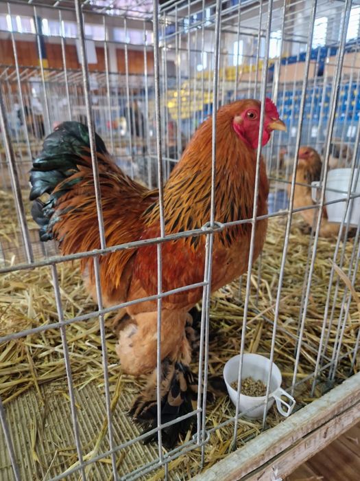 Brahma Pitic diferite varietati de culoare, de expozitie