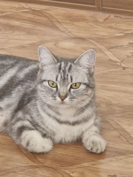 Продам красивых котят!
