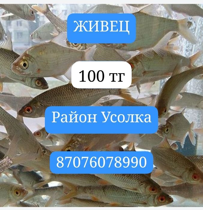 ЖИВЕЦ для рыбалки! Район Усолка! Круглосуточно!