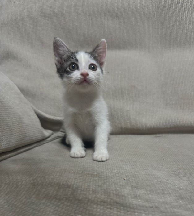 Отдается котенок (девочка) в хорошие руки