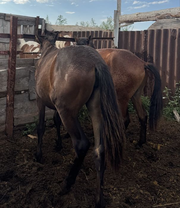 Продам тайчиков