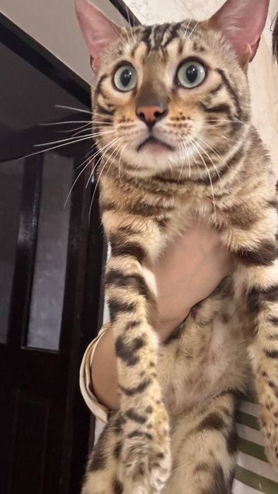 бенгалкий кот продаётся!
