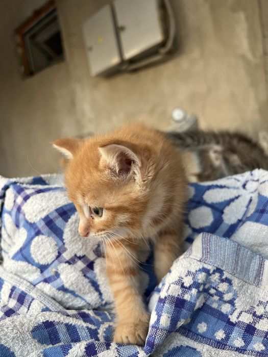 Отдам котят бесплатно