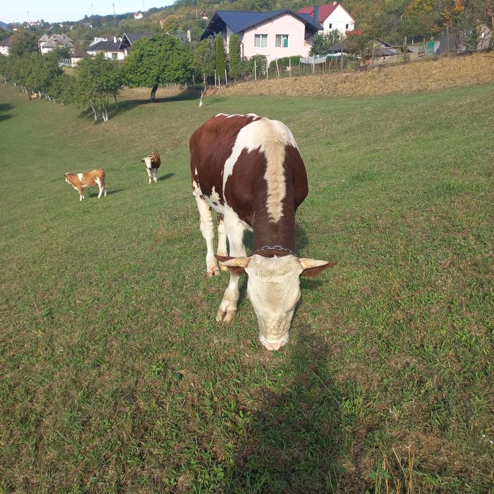 Vând taur bălțat