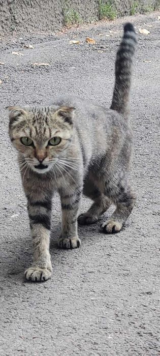 Отдам кошечку в добрые руки