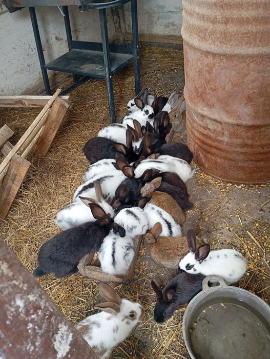 Vând iepuri  !! Preț : 50 de lei bucata