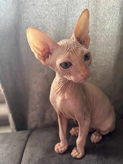 Канадский сфинкс