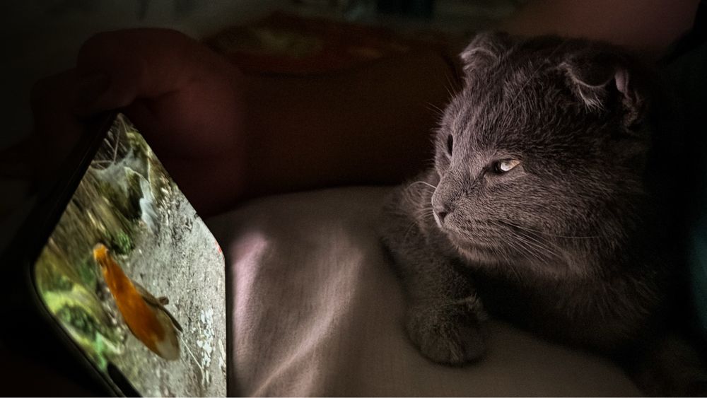 Кошка продам шымкент