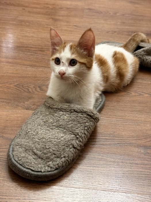 Ищем дом для котенка