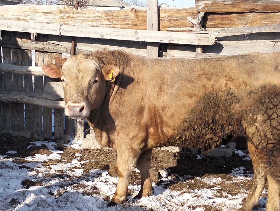 Продам бычка возраст 1, 6 месяцев
