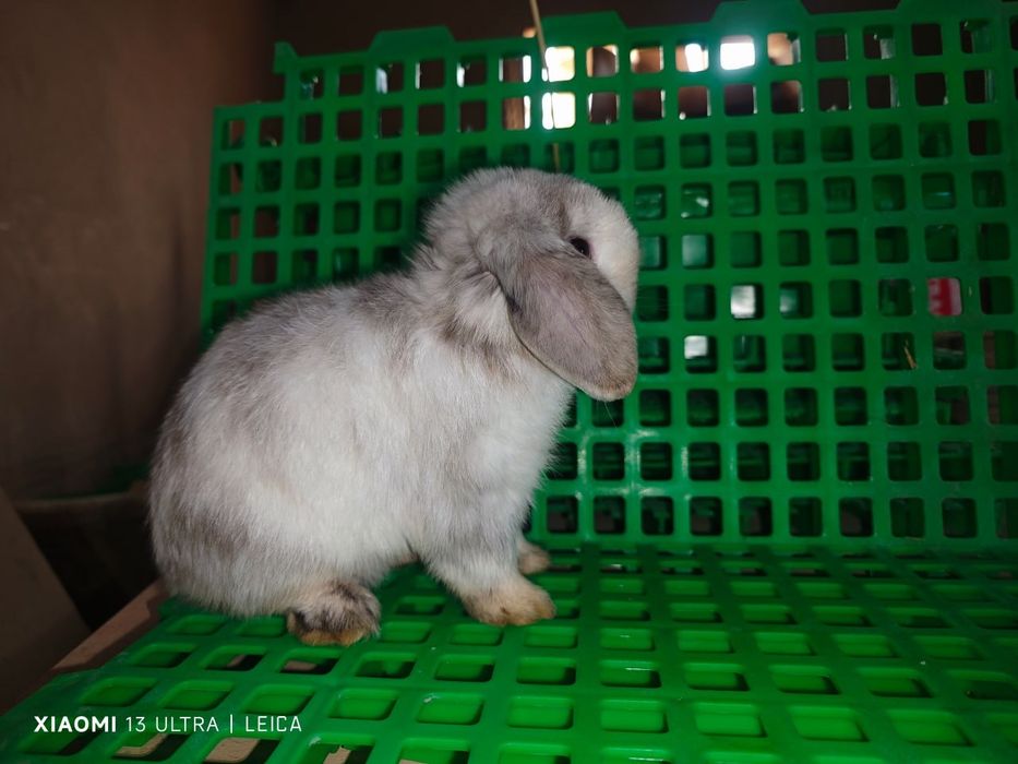 Кролик породы   Минилоп окрас рен