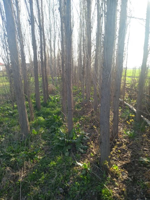 Прадаётса деревя-Тераклар сотилади