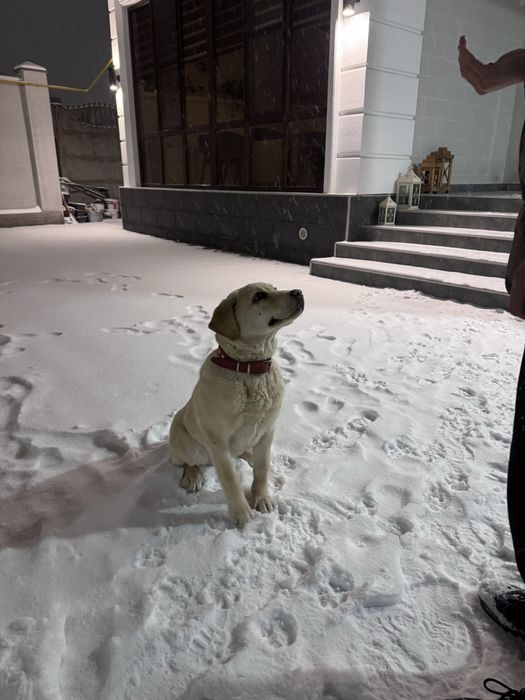 СРОЧНО! Лабрадор ретривер 9 мес. (Пират)
