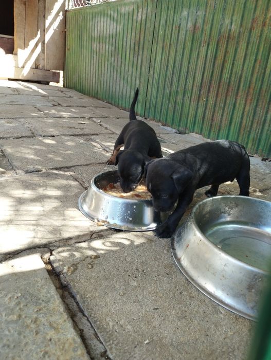 Подарявам кученца