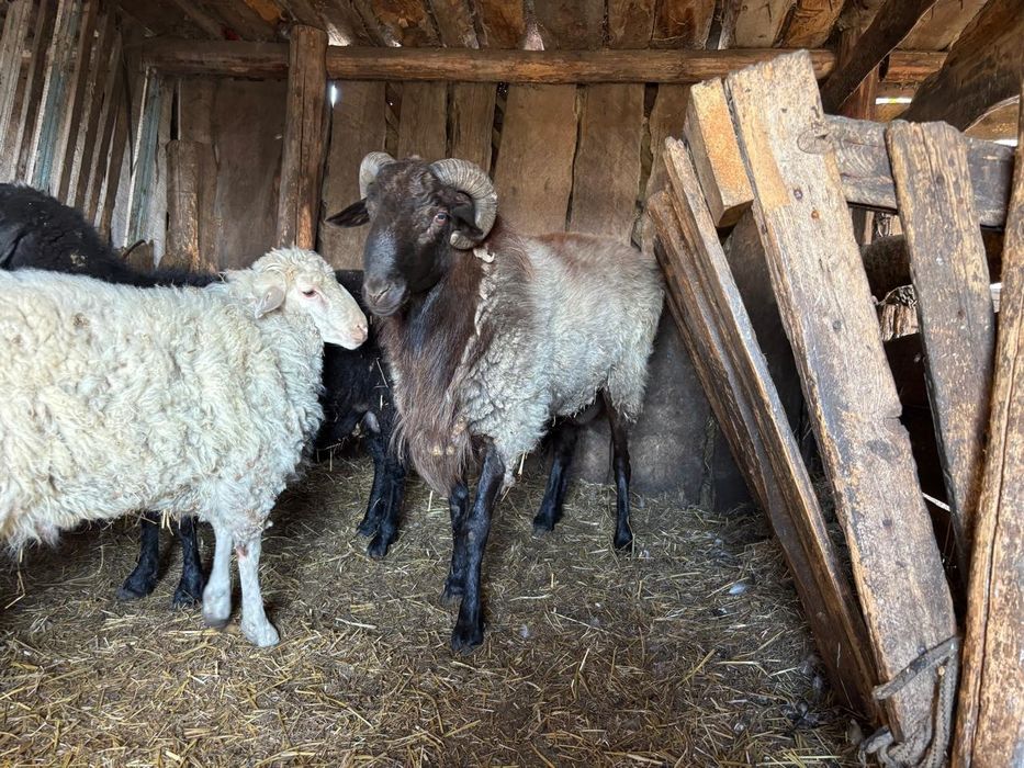 Продам кошкара помесь Едельбая
