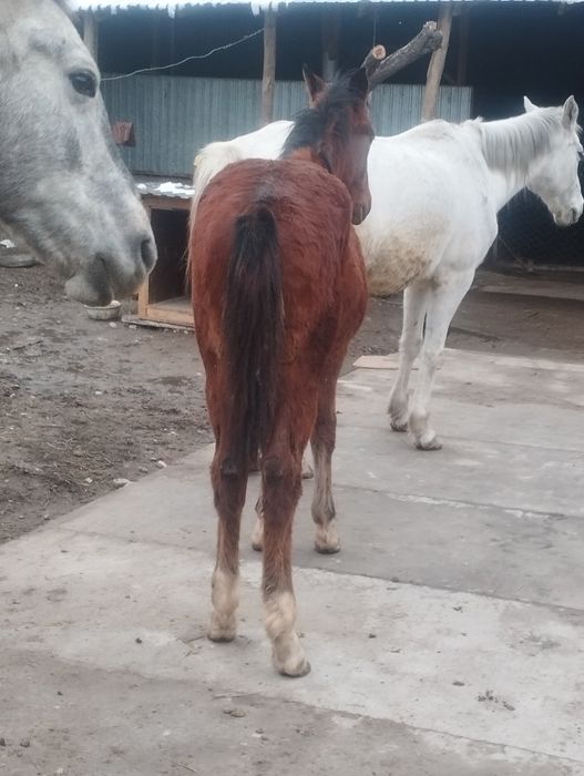 Жабағы сатылады еркек