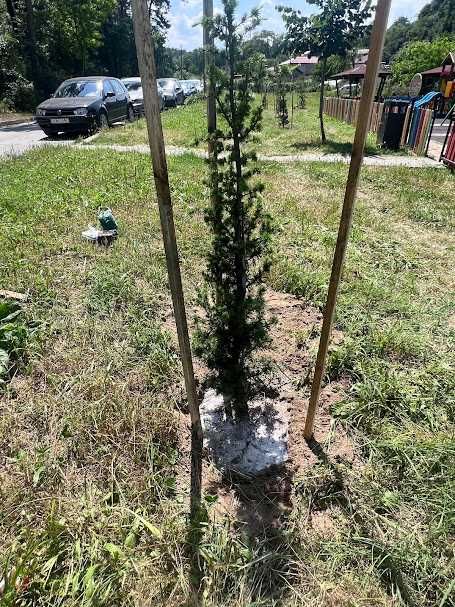 Засаждане на дървета по компенсационна програма