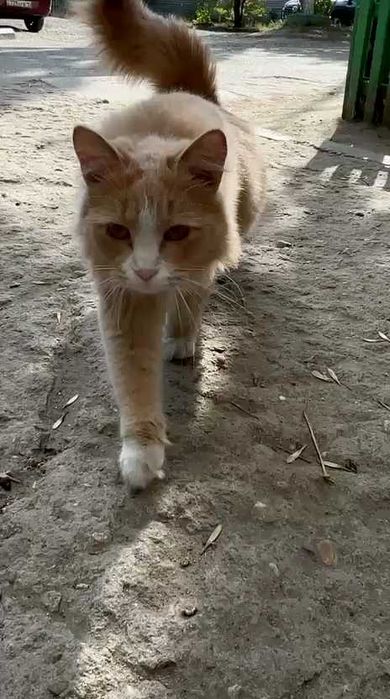 Чья кошка? Хозяин, забери!