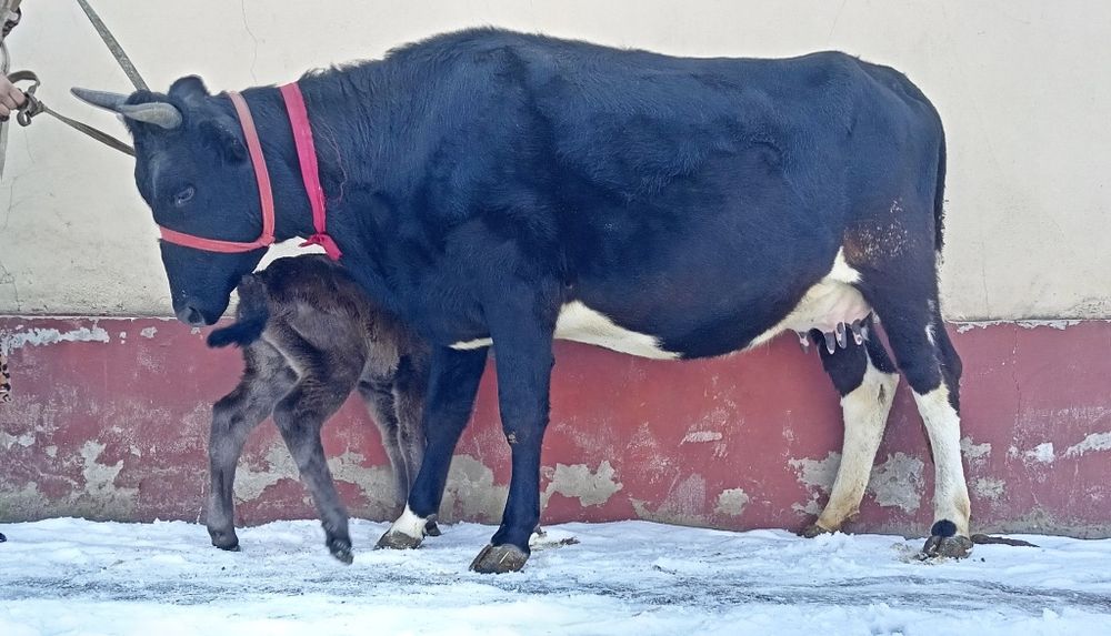 Ona bola sigir sotiladi