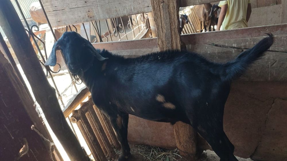 Ешкі бар сауыдатын. Текесімен бірге