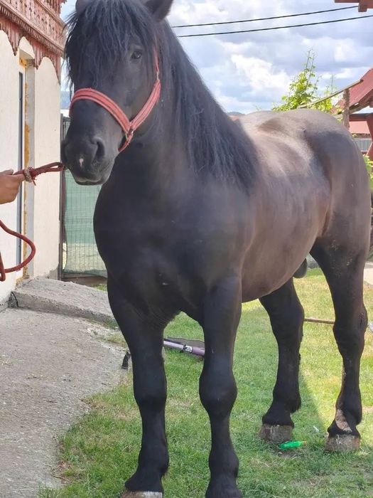 Armăsar de vânzare garantat