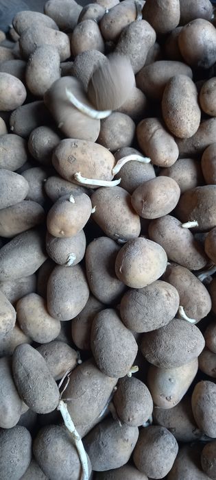 Cartofi samanta calitatea 1 ,roz și albi